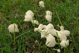 Fuligo candida image