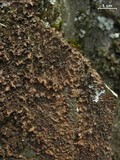 Nephroma helveticum image