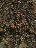 Nephroma helveticum image
