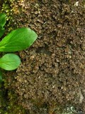 Nephroma helveticum image