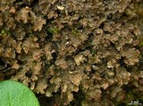 Nephroma helveticum image