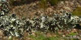 Parmotrema stuppeum image