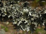 Parmotrema stuppeum image