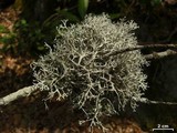 Pseudevernia consocians image