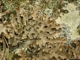 Sticta beauvoisii image