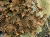 Sticta beauvoisii image