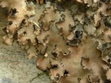 Sticta beauvoisii image