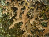 Sticta beauvoisii image