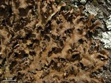 Sticta beauvoisii image