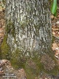 Sticta beauvoisii image
