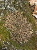 Sticta beauvoisii image