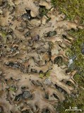 Sticta beauvoisii image