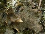 Sticta sylvatica image