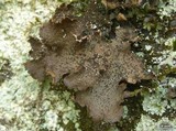 Sticta sylvatica image