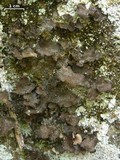 Sticta sylvatica image