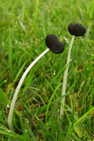 Parasola plicatilis image