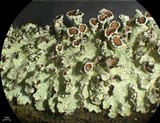 Ahtiana aurescens image