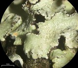 Ahtiana aurescens image
