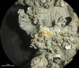 Hypotrachyna croceopustulata image