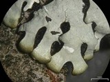 Hypotrachyna croceopustulata image