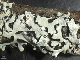 Hypotrachyna densirhizinata image