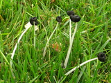 Parasola plicatilis image