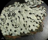 Hypotrachyna osseoalba image