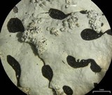 Hypotrachyna osseoalba image