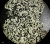 Hypotrachyna osseoalba image