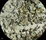 Hypotrachyna osseoalba image