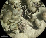 Hypotrachyna osseoalba image