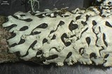 Hypotrachyna osseoalba image