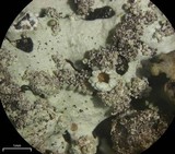 Hypotrachyna osseoalba image
