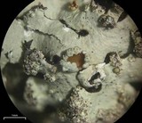 Hypotrachyna osseoalba image