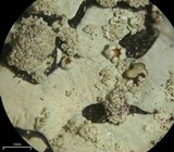 Hypotrachyna osseoalba image