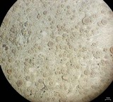 Lecanora albella image