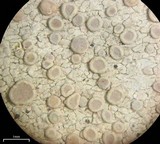 Lecanora albella image