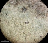 Lecanora albella image
