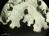 Parmelinopsis horrescens image