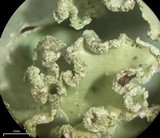 Cetrelia chicitae image