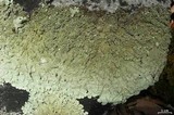 Flavoparmelia baltimorensis image