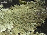 Flavoparmelia baltimorensis image
