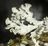 Heterodermia neglecta image