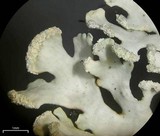 Heterodermia neglecta image