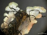 Heterodermia neglecta image