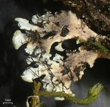 Heterodermia neglecta image
