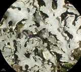 Heterodermia neglecta image