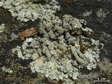 Myelochroa aurulenta image