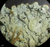 Myelochroa aurulenta image