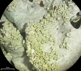Myelochroa aurulenta image
